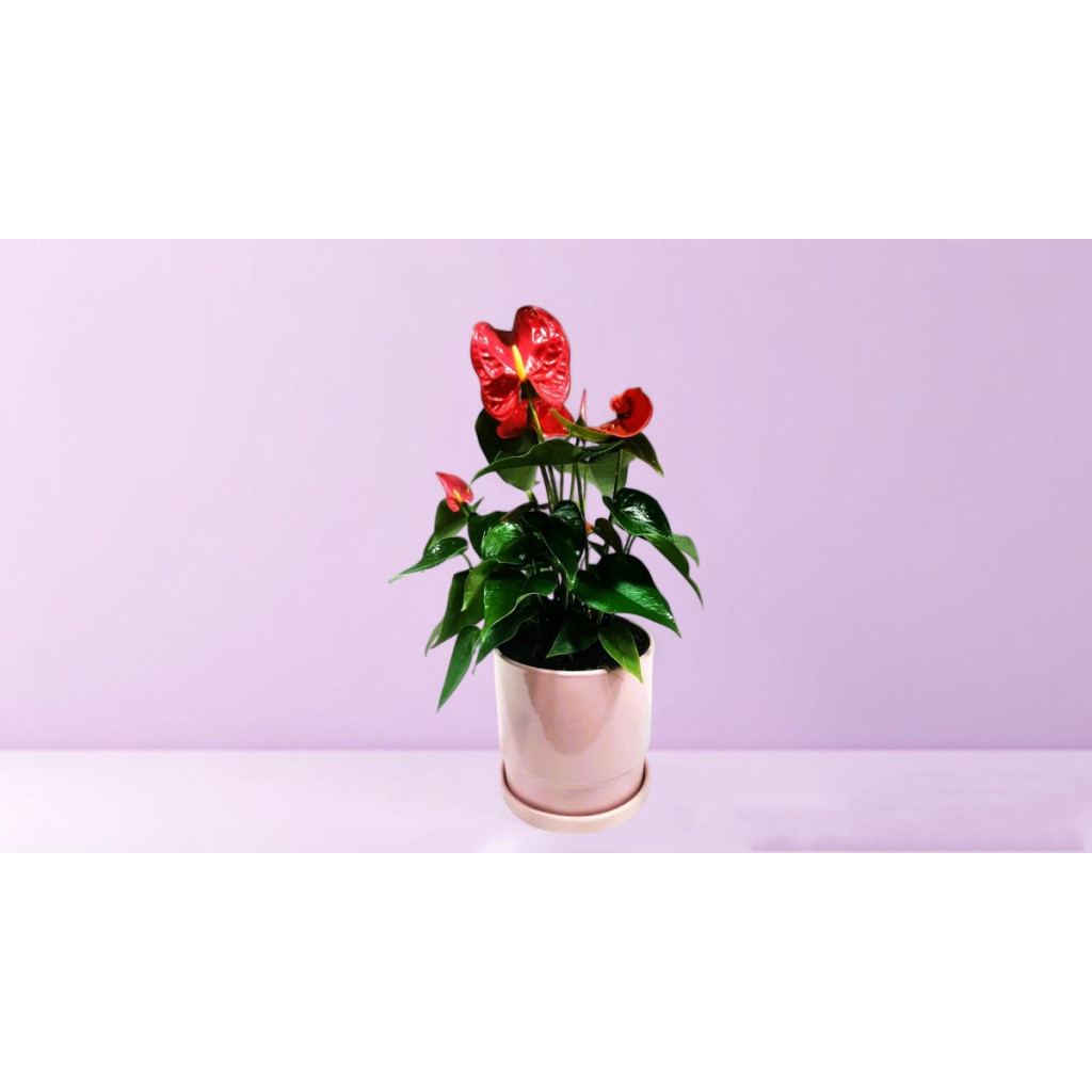 Anthurium in Ceramic Pot - Magnolia Netanya