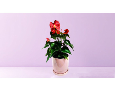 Anthurium in Ceramic Pot - Magnolia Netanya
