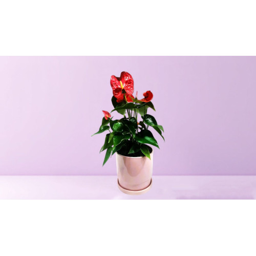 Anthurium in Ceramic Pot - Magnolia Netanya