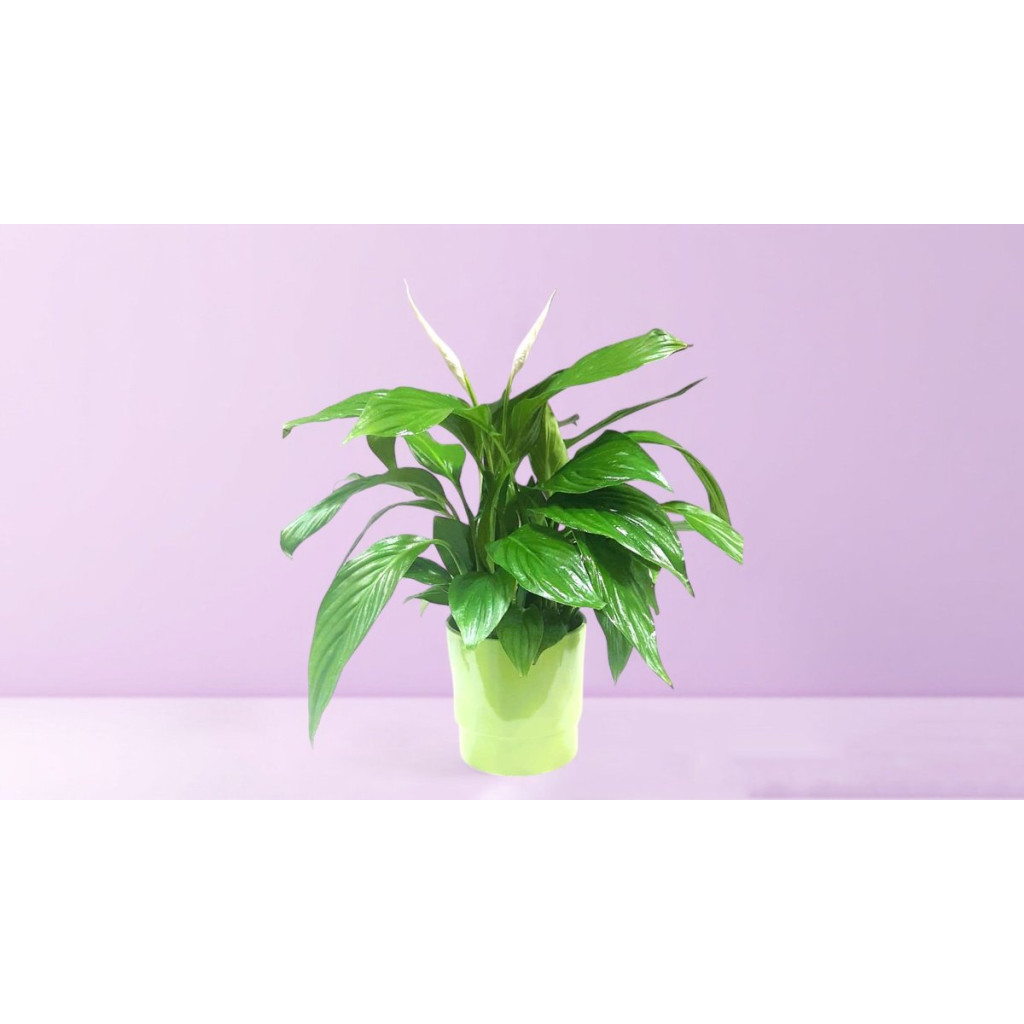 Spathiphyllum in Ceramic Pot
