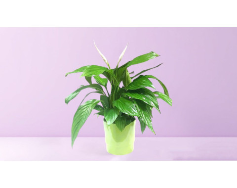 Spathiphyllum in Ceramic Pot