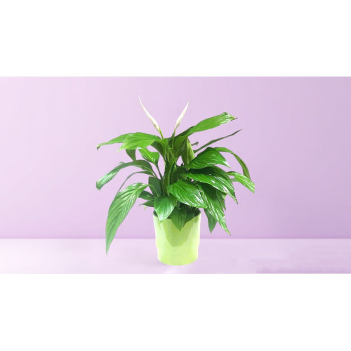 Spathiphyllum in Ceramic Pot