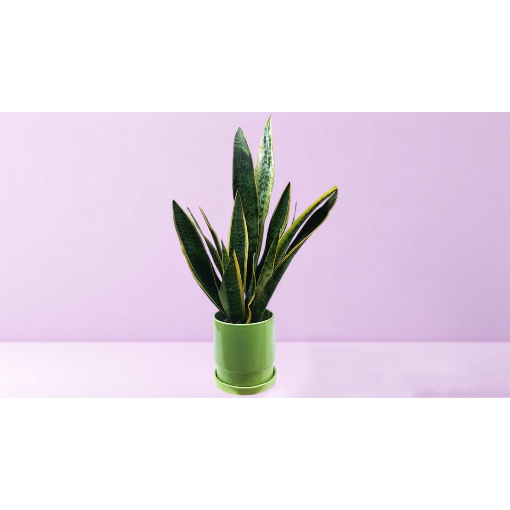 Sansevieria in Ceramic Pot - Magnolia Netanya