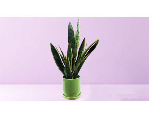 Sansevieria in Ceramic Pot - Magnolia Netanya