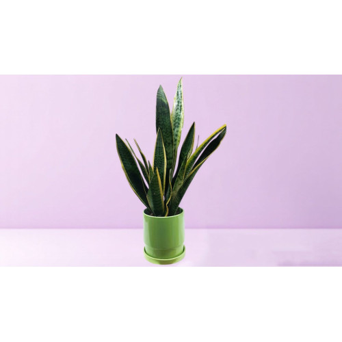 Sansevieria in Ceramic Pot - Magnolia Netanya