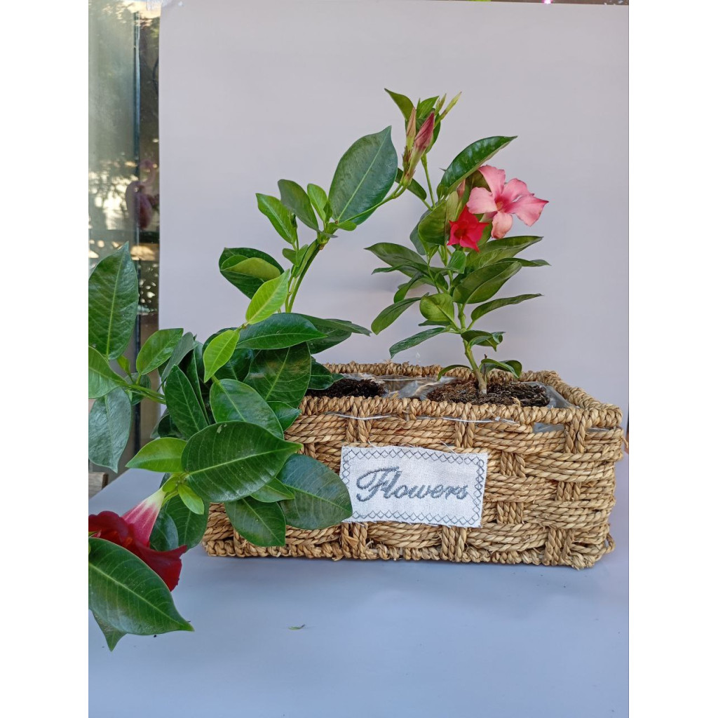 Mandevilla for Home and Outdoor