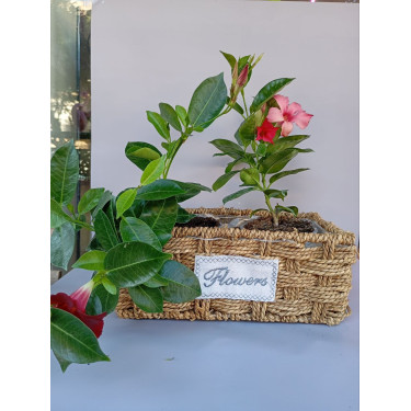 Mandevilla for Home and Outdoor