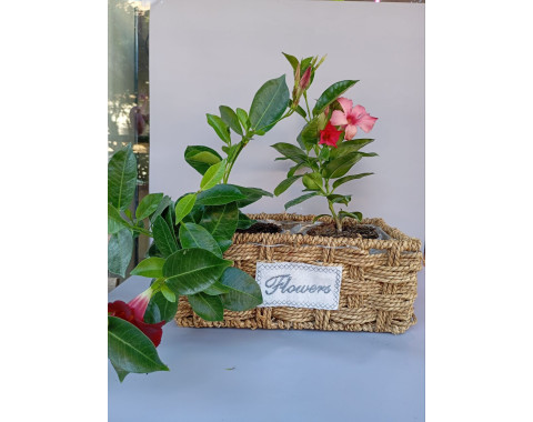 Mandevilla for Home and Outdoor